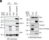 Fig.1.E showing Western Blotting in a Homo sapiens (Human) sample from the publication: EGFR feedback-inhibition by Ran-binding protein 6 is disrupted in cancer.
