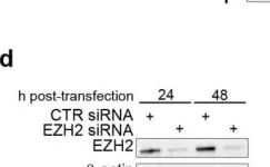Fig.2.D showing Western Blotting from the publication: Pharmacological inhibition of EZH2 as a promising differentiation therapy in embryonal RMS.