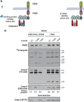 Fig.6.B showing Western Blotting from the publication: Caspase-8 tyrosine-380 phosphorylation inhibits CD95 DISC function by preventing procaspase-8 maturation and cycling within the complex.