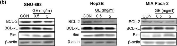Fig.4.B showing Western Blotting from the publication: Gochujang elicits anti-cancer effects via distinct molecular mechanisms across different gastrointestinal cancer cell types.