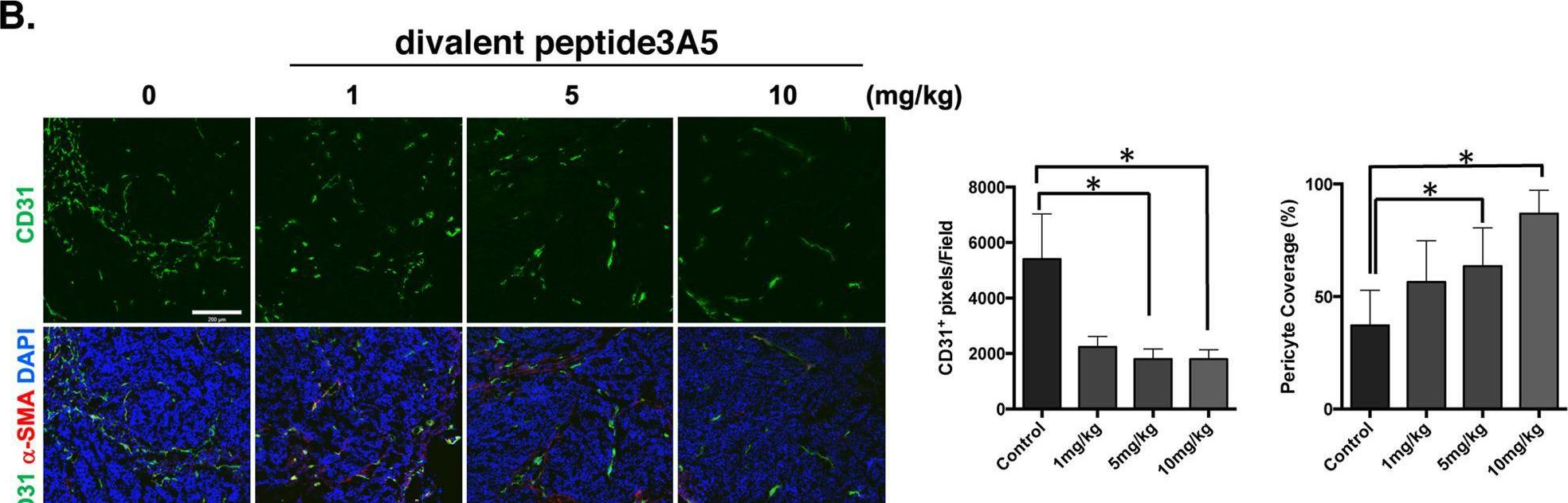 Fig.5.B showing Immunohistochemistry-immunofluorescence from the publication: Novel multivalent S100A8 inhibitory peptides attenuate tumor progression and metastasis by inhibiting the TLR4-dependent pathway.