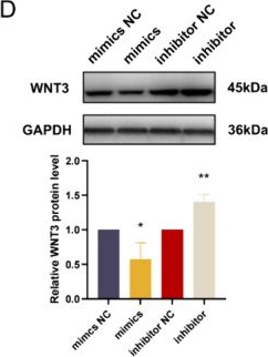Fig.6.D showing Western Blotting in a Homo sapiens (Human) sample from the publication: Exosomal encapsulation of miR-3198 promotes proliferation and migration of trophoblasts in preeclampsia.