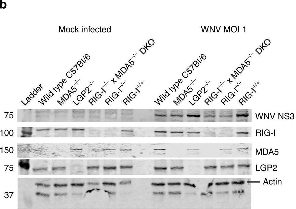 Fig.1.B showing Western Blotting from the publication: RIG-I-like receptors direct inflammatory macrophage polarization against West Nile virus infection.