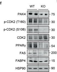 Fig.6.F showing Western Blotting in a Mus musculus (House mouse) sample from the publication: PAK4 phosphorylates cyclin-dependent kinase 2 to promote the G1/S transition during adipogenesis.