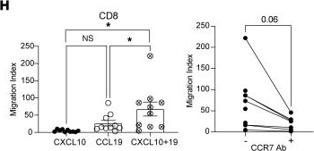 Fig.3.H from the publication: CXCL9, CXCL10, and CCL19 synergistically recruit T lymphocytes to skin in lichen planus.