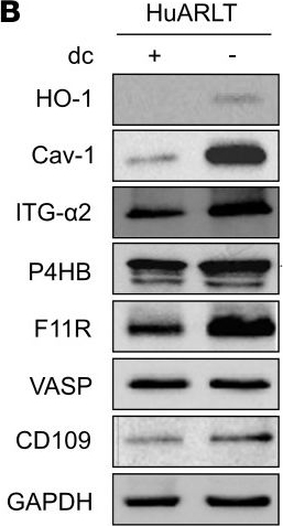 Fig.4.B showing Western Blotting in a Homo sapiens (Human) sample from the publication: Senescence of endothelial cells increases susceptibility to Kaposi's sarcoma-associated herpesvirus infection via CD109-mediated viral entry.