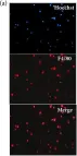 Fig.1.A showing Immunocytochemistry-immunofluorescence from the publication: Rapamycin and FTY720 Alleviate Atherosclerosis by Cross Talk of Macrophage Polarization and Autophagy.