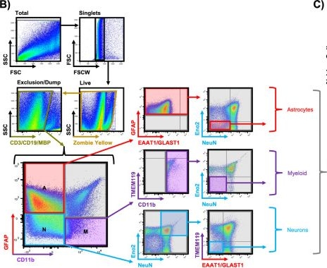 Fig.2.B showing Flow cytometry/Cell sorting from the publication: Adult Human Brain Tissue Cultures to Study NeuroHIV.