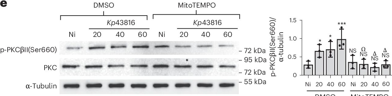 Fig.5.E showing Western Blotting in an Armoracia rusticana (Horseradish) sample from the publication: Klebsiella pneumoniae inhibits vasodilation through capsule and T6SS-dependent pathways.