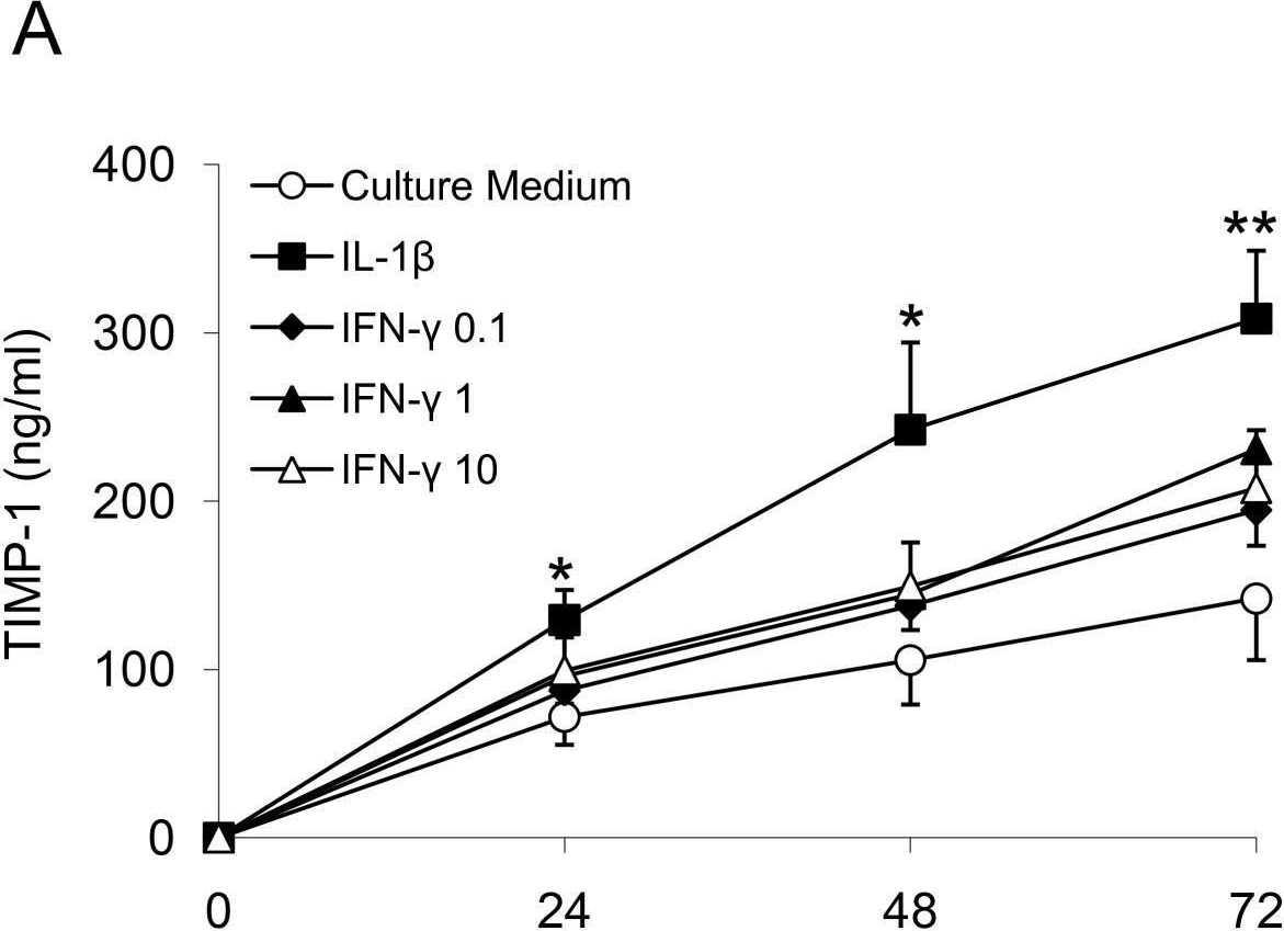 Fig.2.A showing Enzyme-linked immunosorbent assay from the publication: Interferon-gamma inhibits interleukin-1beta-induced matrix metalloproteinase production by synovial fibroblasts and protects articular cartilage in early arthritis.