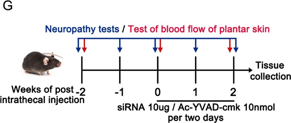 Fig.1.G from the publication: Targeting TANK-binding kinase 1 attenuates painful diabetic neuropathy via inhibiting microglia pyroptosis.