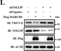 Fig.6.L showing Western Blotting in an Anas platyrhynchos (Duck) sample from the publication: MARCH6 suppresses Tembusu virus replication by targeting viral NS5 protein for TOLLIP-mediated selective autophagic degradation.