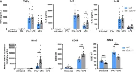 Fig.7.A showing Flow cytometry/Cell sorting from the publication: Cadherin-11 Regulates Macrophage Development and Function.