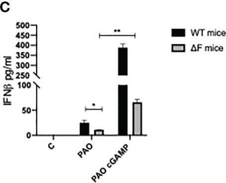 Fig.4.C showing Enzyme-linked immunosorbent assay from the publication: The STING/TBK1/IRF3/IFN type I pathway is defective in cystic fibrosis.