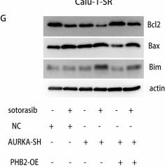 Fig.6.G showing Western Blotting from the publication: AURKA/PHB2 signaling drives acquired resistance to KRAS G12C inhibitors in KRAS G12C-mutant NSCLC.