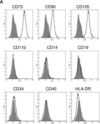 Fig.1.A showing Flow cytometry/Cell sorting in a Homo sapiens (Human) sample from the publication: mTORC1 and mTORC2 Differentially Regulate Cell Fate Programs to Coordinate Osteoblastic Differentiation in Mesenchymal Stromal Cells.