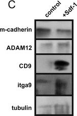 Fig.3.C showing Western Blotting from the publication: Sdf-1 (CXCL12) induces CD9 expression in stem cells engaged in muscle regeneration.