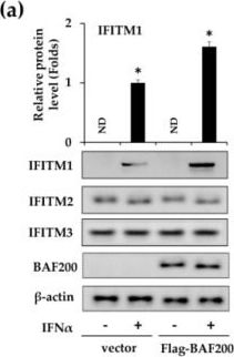 Fig.2.A showing Western Blotting in a Homo sapiens (Human) sample from the publication: Human Hepatitis B Virus Core Protein Inhibits IFNα-Induced IFITM1 Expression by Interacting with BAF200.