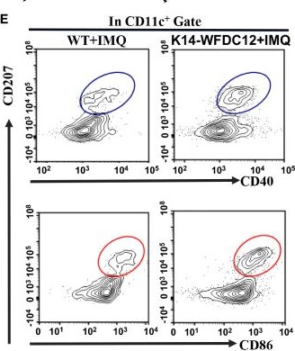 Fig.3.E showing Flow cytometry/Cell sorting in a Mus musculus (House mouse) sample from the publication: A role for whey acidic protein four-disulfide-core 12 (WFDC12) in the pathogenesis and development of psoriasis disease.