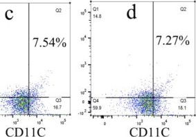 Fig.5.C showing Flow cytometry/Cell sorting in a Mus musculus (House mouse) sample from the publication: Soluble gp130 inhibits Th17 polarization in neutrophilic asthma by blocking IL-6 trans-signaling in dendritic cells.