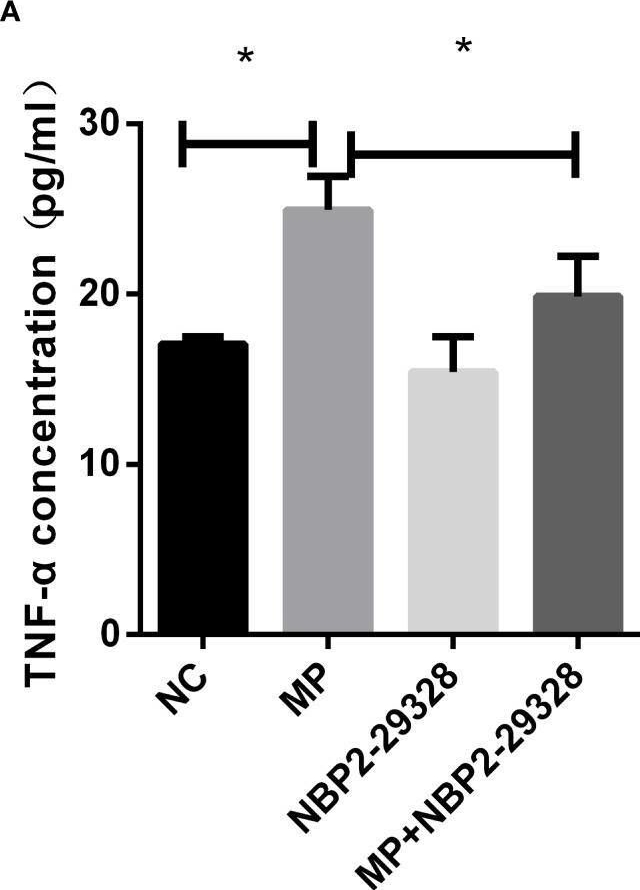 Fig.5.A from the publication: Toll-Like Receptor 2 Modulates Pulmonary Inflammation and TNF-α Release Mediated by Mycoplasma pneumoniae.
