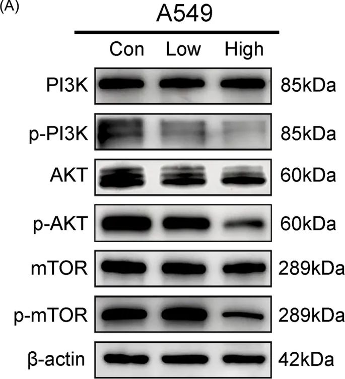 Fig.7.A showing Western Blotting in a Homo sapiens (Human) sample from the publication: 18β-glycyrrhetinic acid inhibits lung adenocarcinoma progression by targeting the MET/AKT signaling axis.