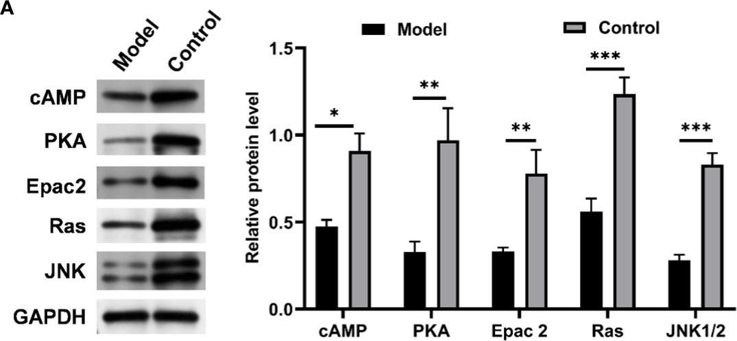 Fig.10.A showing Western Blotting in a Rattus norvegicus (Rat) sample from the publication: Gut microbiota and metabolic profiles in chronic intermittent hypoxia-induced rats: disease-associated dysbiosis and metabolic disturbances.