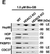 Fig.2.E showing Western Blotting from the publication: Integrating deep learning for post-translational modifications crosstalk on Hsp90 and drug binding.