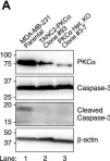 Fig.5.A showing Western Blotting from the publication: Protein kinase C fusion proteins are paradoxically loss of function in cancer.