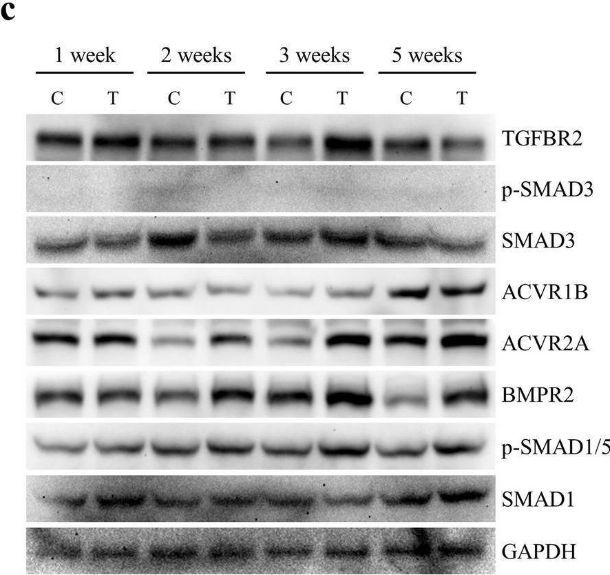Fig.5.C showing Western Blotting from the publication: Human placenta-derived mesenchymal stem cells stimulate ovarian function via miR-145 and bone morphogenetic protein signaling in aged rats.