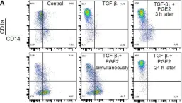 Fig.8.A showing Flow cytometry/Cell sorting in a Homo sapiens (Human) sample from the publication: Prostaglandin E2 Antagonizes TGF-β Actions During the Differentiation of Monocytes Into Dendritic Cells.