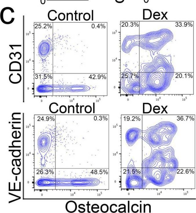 Fig.1.C showing Flow cytometry/Cell sorting in a Mus musculus (House mouse) sample from the publication: Cell Transitions Contribute to Glucocorticoid-Induced Bone Loss.