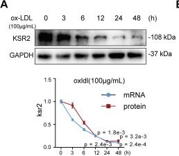 Fig.4.A showing Western Blotting from the publication: Endothelial KSR2 regulated by genetic variation protects against atherosclerosis through AMPKα1 stabilization.