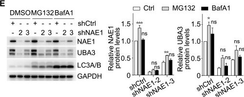 Fig.1.E showing Western Blotting in a Homo sapiens (Human) sample from the publication: UBA3 reduction sensitizes cancer cells to NAE inhibitors.