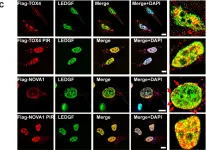 Fig.3.C showing Immunocytochemistry-immunofluorescence in a Homo sapiens (Human) sample from the publication: TOX4 and NOVA1 proteins are partners of the LEDGF PWWP domain and affect HIV-1 replication.
