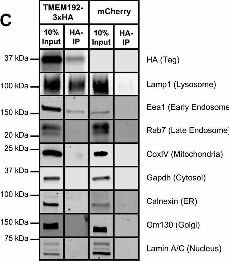 Fig.5.C showing Western Blotting in a Mus musculus (House mouse) sample from the publication: Benzoxazole-derivatives enhance progranulin expression and reverse the aberrant lysosomal proteome caused by GRN haploinsufficiency.