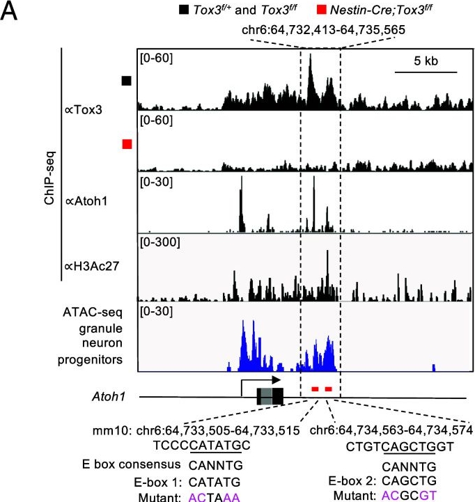 Fig.7.A from the publication: A transcription regulator atlas identifies TOX3 as an Atoh1 coactivator in cerebellar development and tumorigenesis.