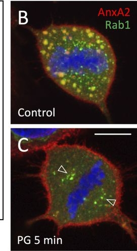 Fig.5.B showing Immunocytochemistry-immunofluorescence in a Rattus norvegicus (Rat) sample from the publication: Annexin A2 and lamin B join membrane recycling compartments for the assembly of biomolecular condensates operating in mitotic partitioning.