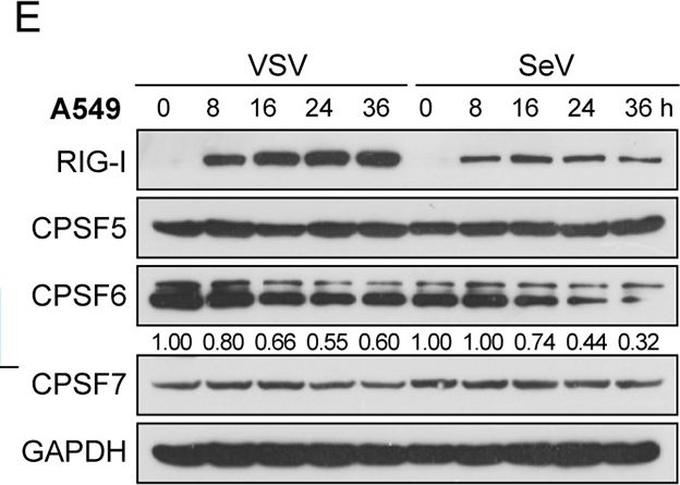Fig.1.E showing Western Blotting from the publication: Downregulation of CPSF6 leads to global mRNA 3' UTR shortening and enhanced antiviral immune responses.