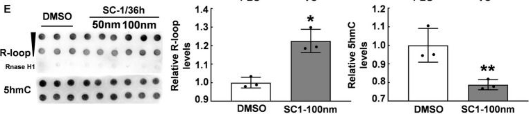 Fig.2.E from the publication: 5hmC modification regulates R-loop accumulation in response to stress.