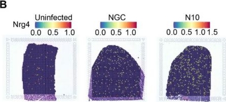 Fig.5.B from the publication: Single-Nucleus and Spatial Transcriptomics Revealing Host Response Differences Triggered by Mutated Virus in Severe Dengue.