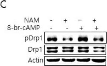 Fig.4.C showing Western Blotting from the publication: Nicotinamide Treatment Facilitates Mitochondrial Fission through Drp1 Activation Mediated by SIRT1-Induced Changes in Cellular Levels of cAMP and Ca2.