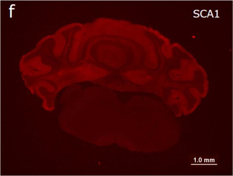 Fig.9.F showing Immunohistochemistry-immunofluorescence in a Mus musculus (House mouse) sample from the publication: Experimental Treatment with Edaravone in a Mouse Model of Spinocerebellar Ataxia 1.
