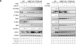 Phospho-STING (Ser366) (E9A9K) Rabbit Monoclonal Antibody | Cell