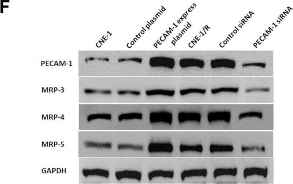 Fig.2.F showing Western Blotting from the publication: Metformin reverses the drug resistance of cisplatin in irradiated CNE-1 human nasopharyngeal carcinoma cells through PECAM-1 mediated MRPs down-regulation.