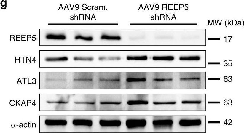 Fig.9.G showing Western Blotting in a Mus musculus (House mouse) sample from the publication: REEP5 depletion causes sarco-endoplasmic reticulum vacuolization and cardiac functional defects.