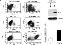 Fig.4.A showing Flow cytometry/Cell sorting in a Homo sapiens (Human) sample from the publication: SLUG/SNAI2 and tumor necrosis factor generate breast cells with CD44+/CD24- phenotype.