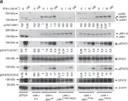 Fig.7.A showing Western Blotting from the publication: Biallelic JAK1 mutations in immunodeficient patient with mycobacterial infection.