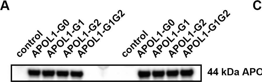 Fig.1.A showing Western Blotting in a Drosophila melanogaster (Fruit fly) sample from the publication: APOL1-G2 accelerates nephrocyte cell death by inhibiting the autophagy pathway.