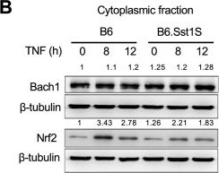 Fig.2.B showing Western Blotting from the publication: Lipid peroxidation and type I interferon coupling fuels pathogenic macrophage activation causing tuberculosis susceptibility.